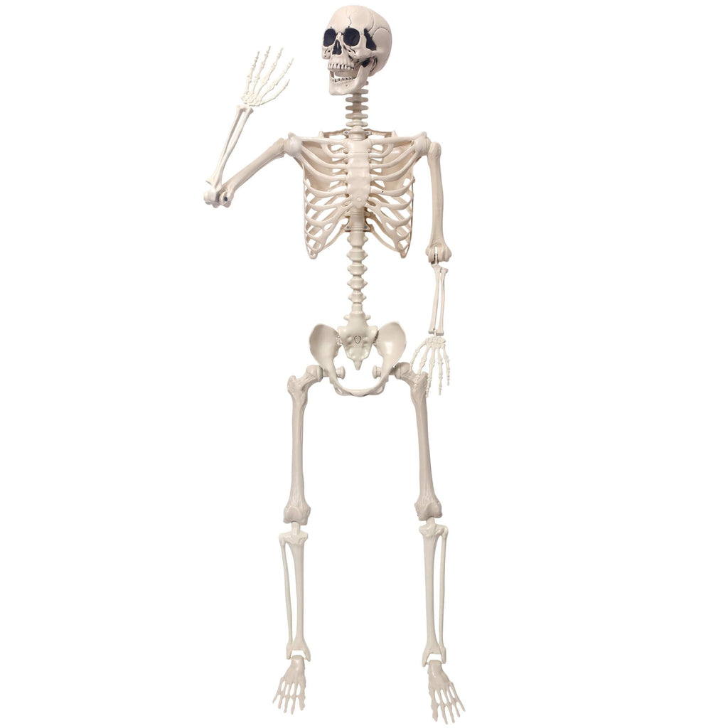 5.4Ft Movable Joints Plastic Skeleton E28948