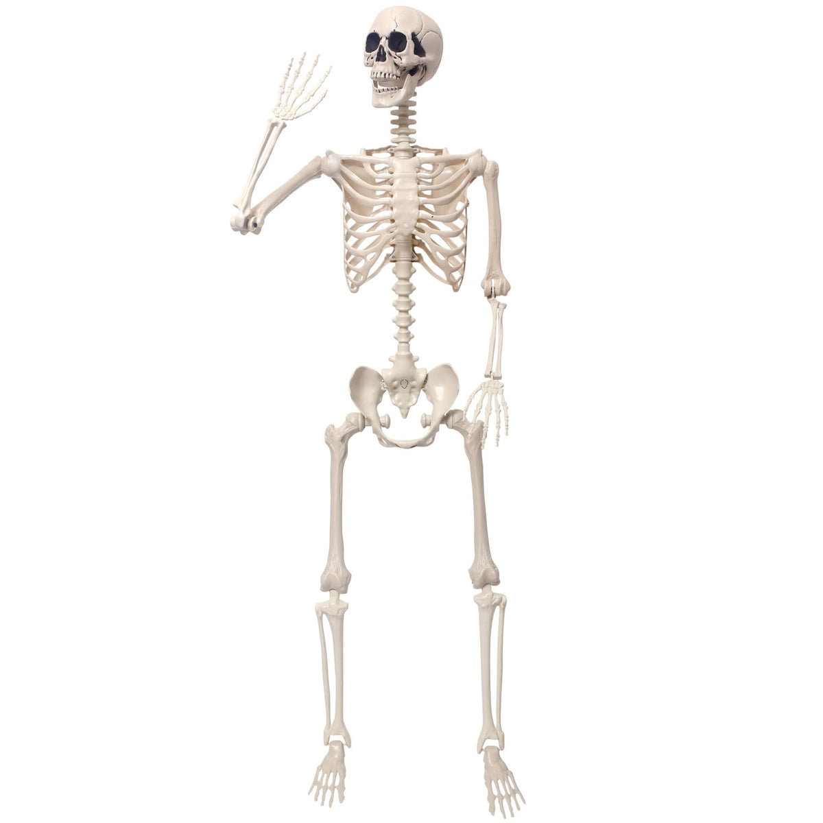 5.4Ft Movable Joints Plastic Skeleton E28948