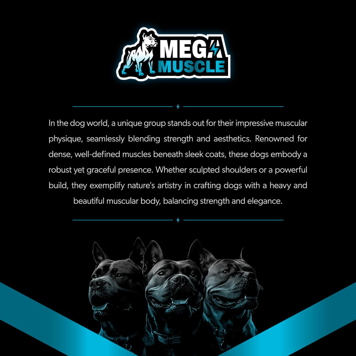 Dog Muscle Support Powder Blue Mussel Bone Broth Food Topper 3.2 oz B245