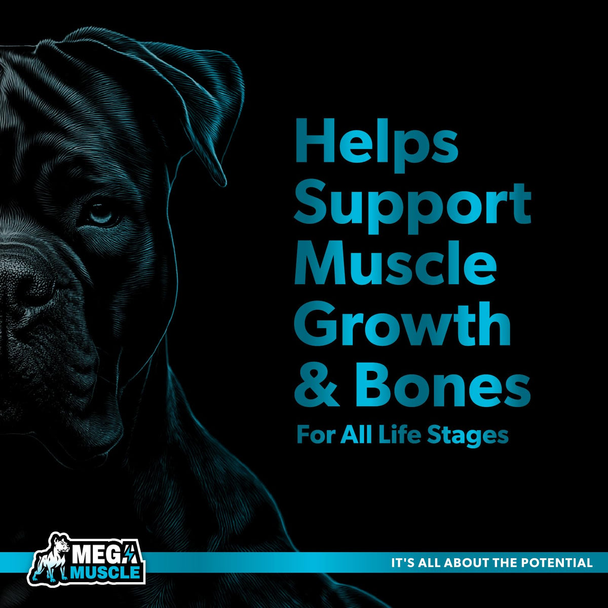 Dog Muscle Support Powder Blue Mussel Bone Broth Food Topper 3.2 oz B245