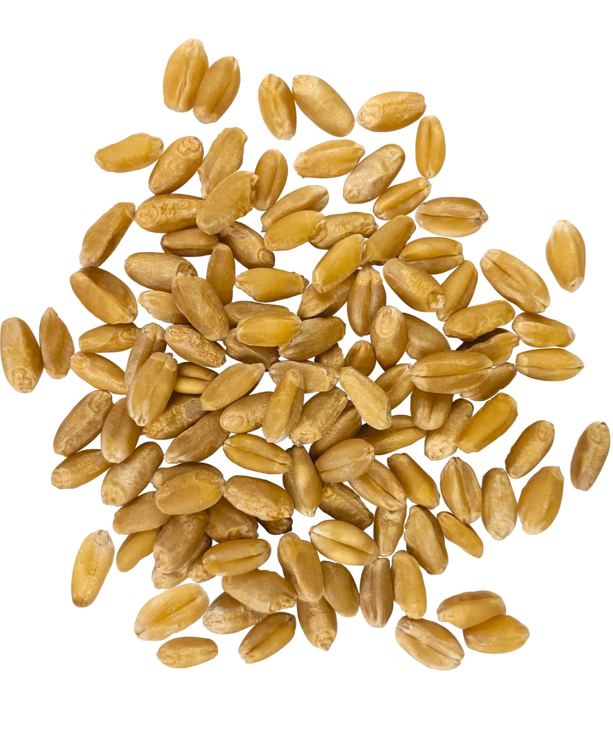 Hard White Wheat Berries 50 lbs F121365