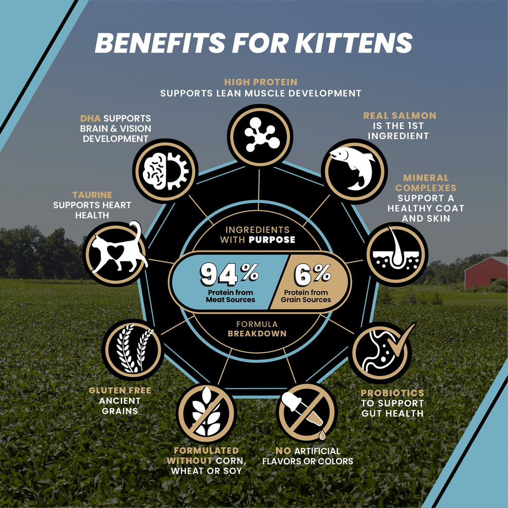 High Protein Salmon Recipe for Kittens, 5lb N8923