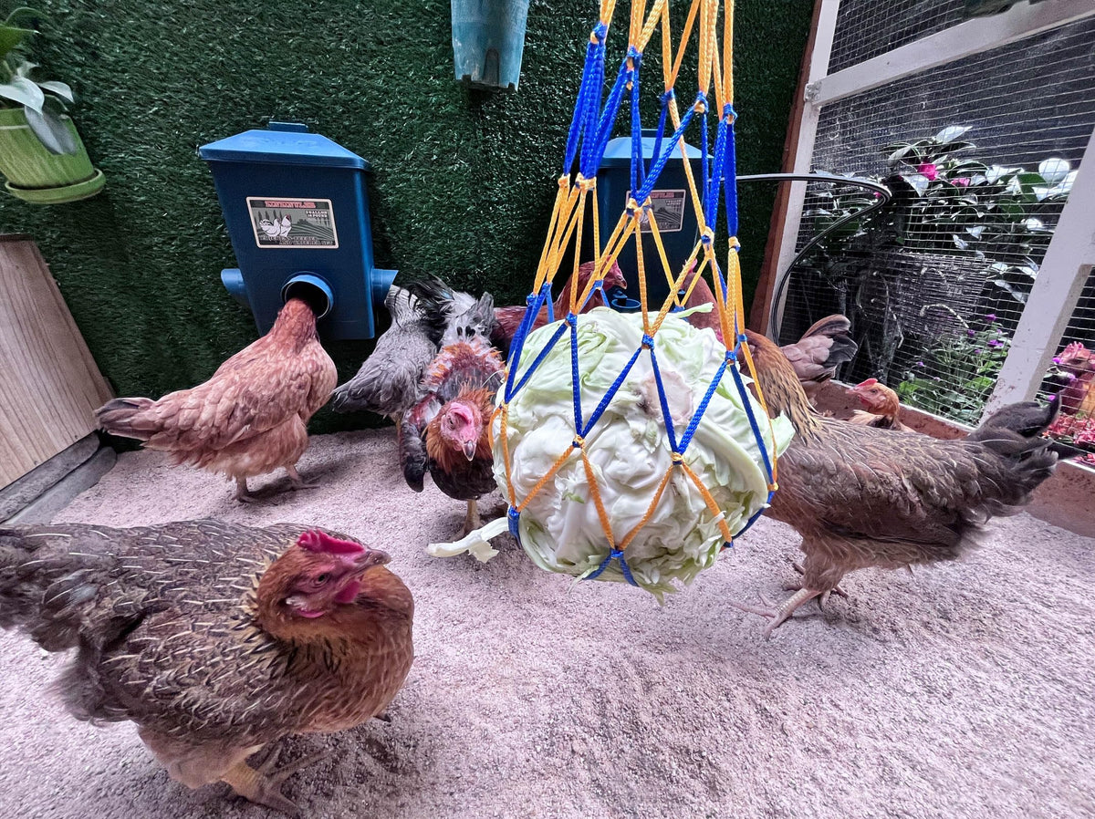 6 Gallon Chicken Waterer 2-Pack E874007
